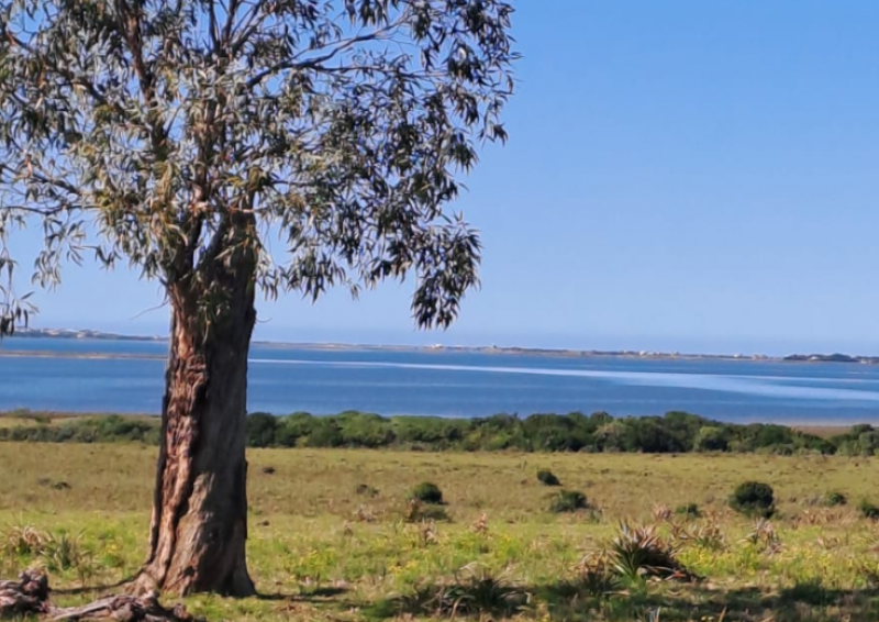 CAMPO EN LA COSTA DE LA LAGUNA JOSÉ IGNACIO 83 HECTAREAS